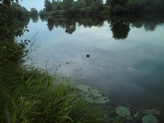    В Бугурусланском районе в пруду утонул 32-летний мужчина Белов Михаил Александрович