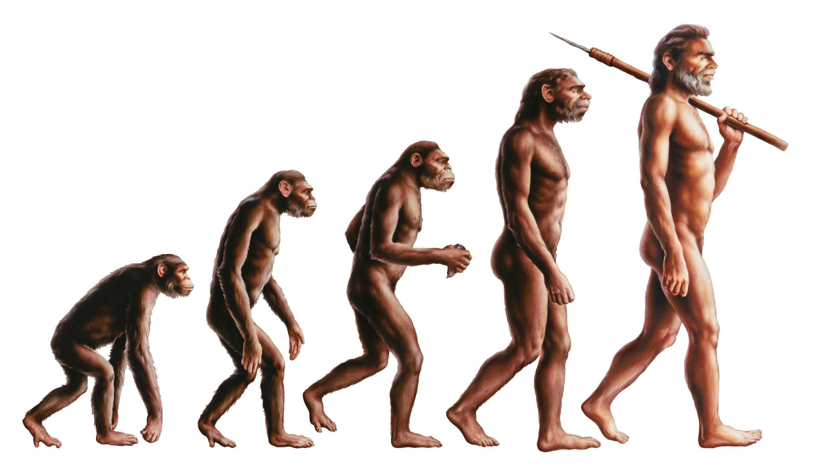 Становление человеческого в человеке. Эволюция Дарвин хомо. Хомо сапиенс Эволюция. Эволюция человека до хомо сапиенс. Эволюцию обезьяны в хомо сапиенс.