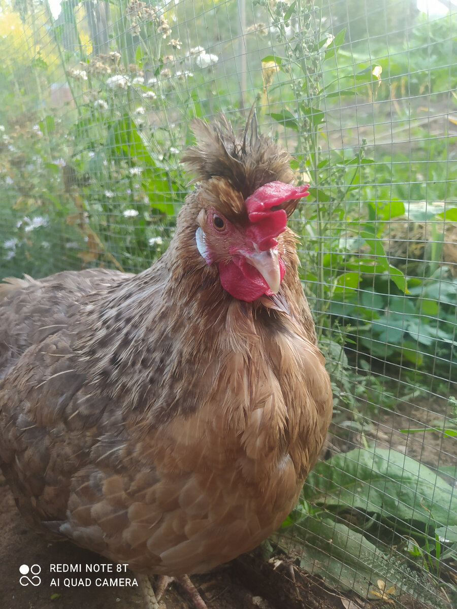 Легбар. Яйцо с голубой скорлупой. 