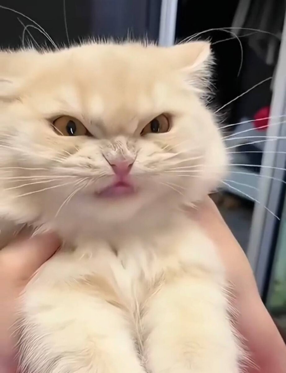 Котик против!