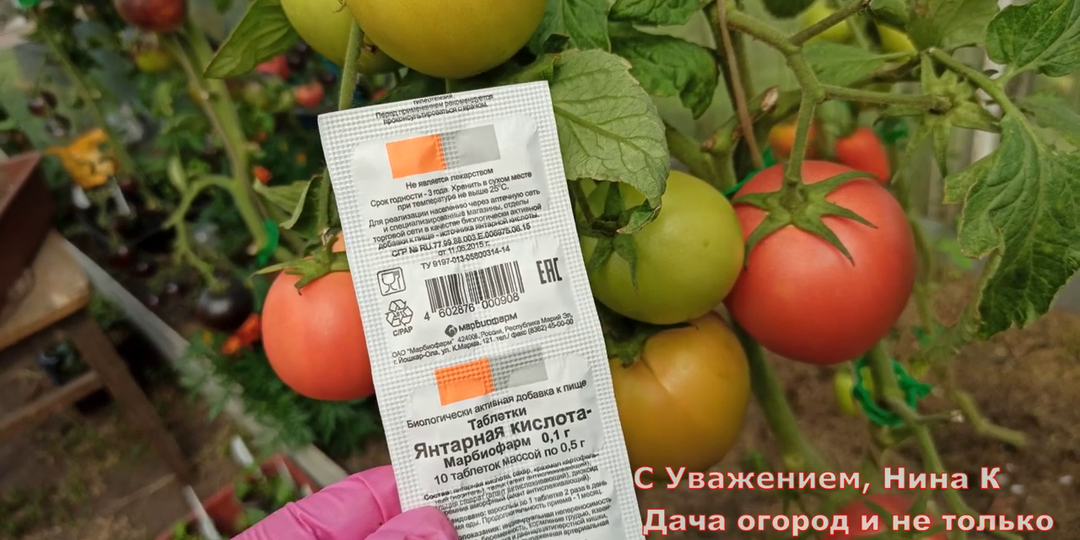 Срочно опрыскайте помидоры в августе для иммунитета увеличения урожая янтарная кислота для томатов