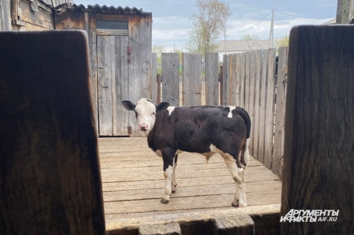    С начала года в Бурятии 120 коров и лошадей попали в ДТП