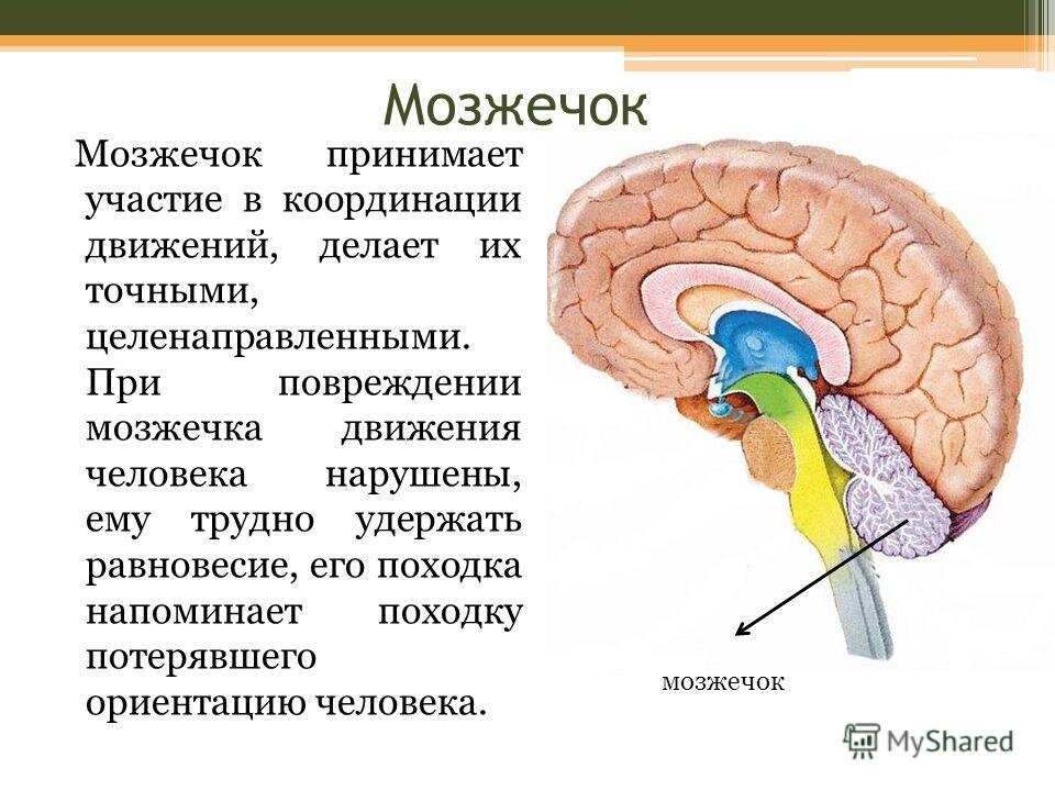 Где находится мозжечок рисунок