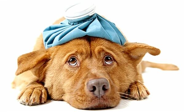 Симптомы гематомы у собак