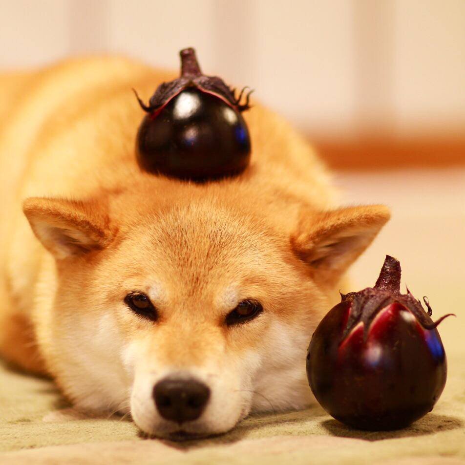 Киста у собак