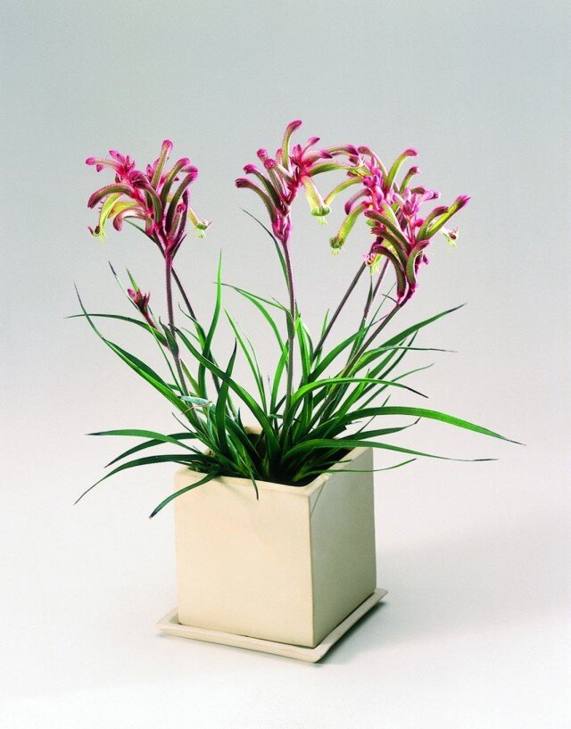 Особенности поведения австралийского свинохвоста в условиях домашнего содержания