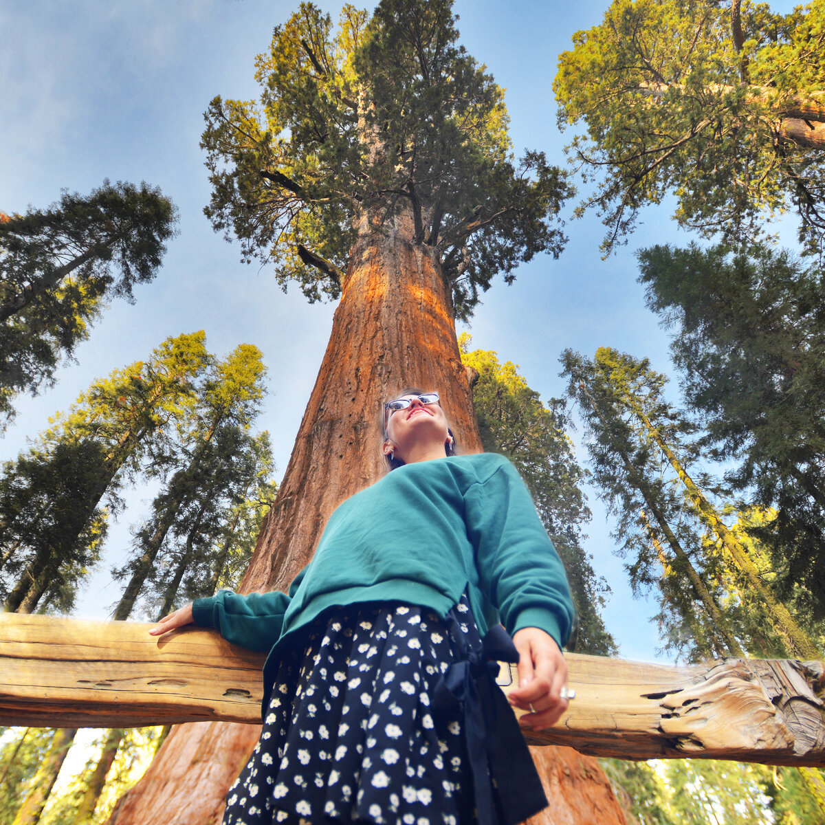 Знаменитое дерево Генерал Шерман в парке Секвойа. 29 декабря 2017