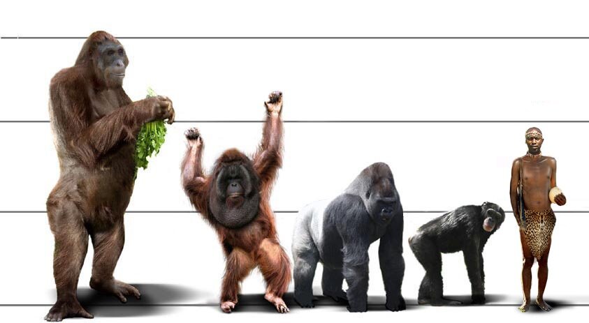 Наглядное сравнение размеров гигантопитека с современными приматами и человеком