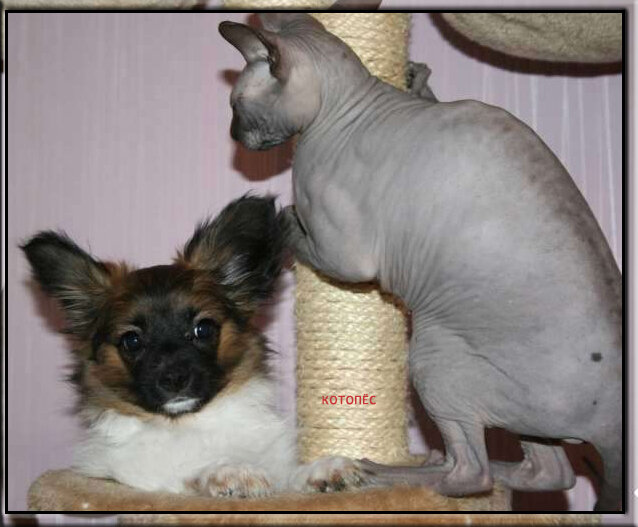 Папильон залез на лежанку кошке