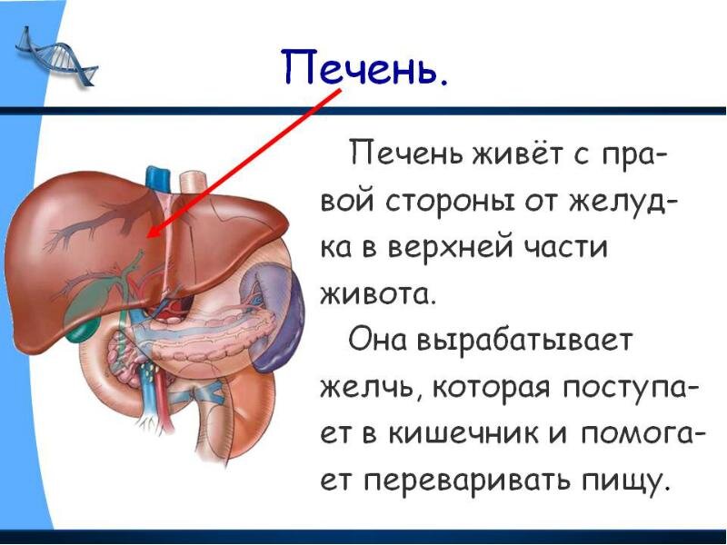 Симптомы печени у женщин