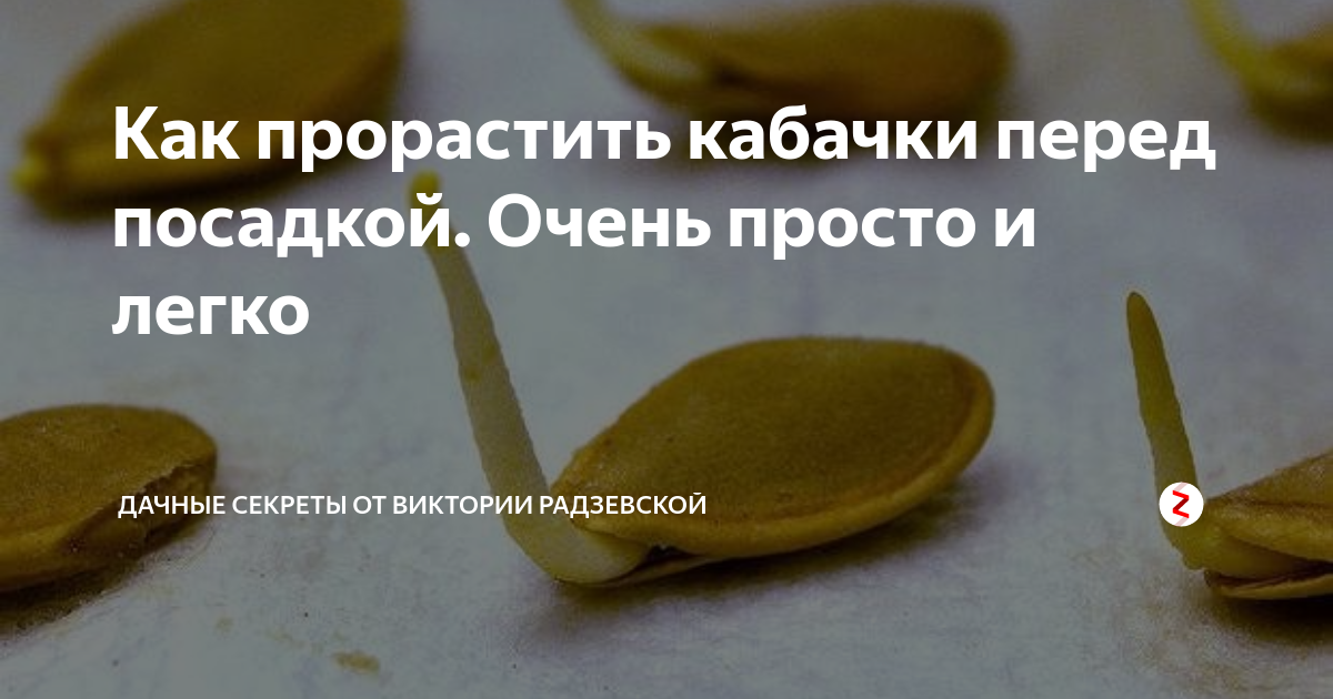 Как подготовить семена кабачков к посадке. Как прорастить кабачки. Кабачки проращивание семян. Кабачки проращивание семян перед посадкой. Семена кабачка проращивание