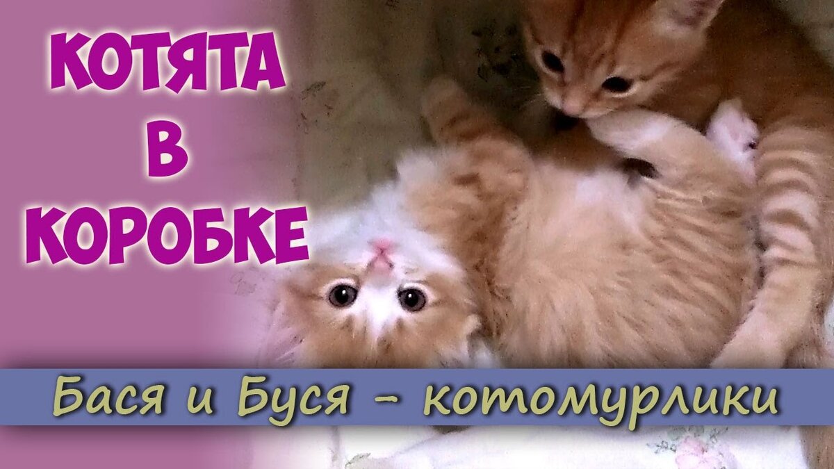 Котята в коробке. Игры котят | Ольга Уютная | Дзен