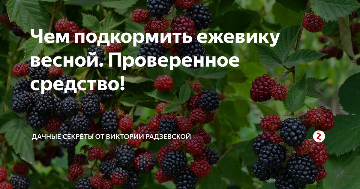 Чем подкормить ежевику весной. Удобрение для ежевики. Подкормка ежевики. Ежевика Садовая подкормки. Чем подкормить ежевику.