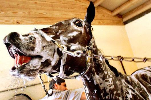 Мыть со средствами лошадь лучше не чаще 1го раза в месяц.