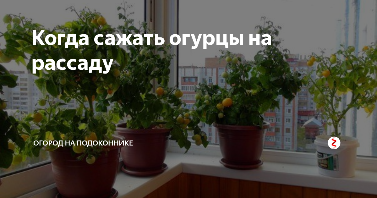 Когда сажать огурцы на рассаду | Огород на подоконнике | Дзен