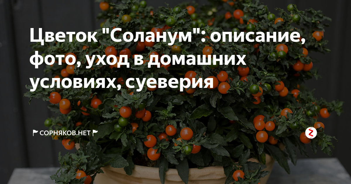 Соланум: посадка и уход