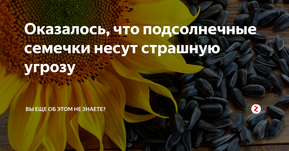 Подсолнечник витамины. Семечки подсолнечника витамины. Что содержится в семенах подсолнуха. Что содержат подсолнечные семечки. Семена подсолнечника БЖУ.