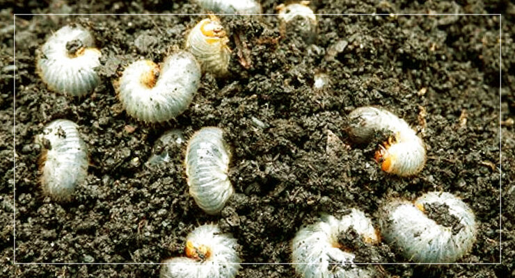 Личинки майского жука