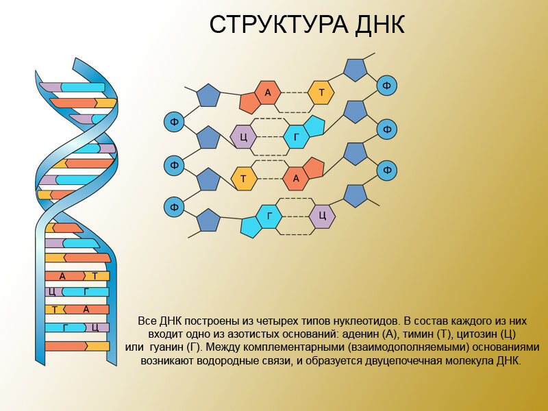 Структура ДНК. Источник: http://school-collection.edu.ru