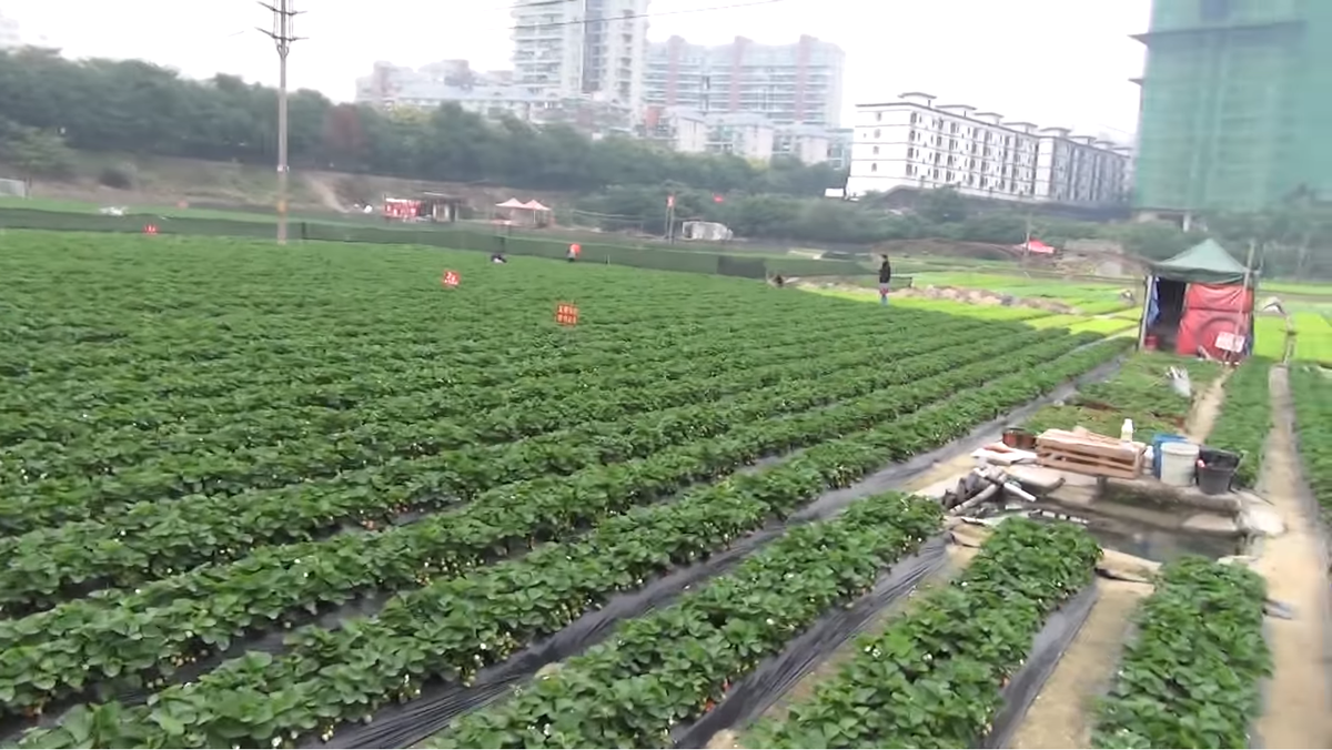 Как продают клубнику в Китае