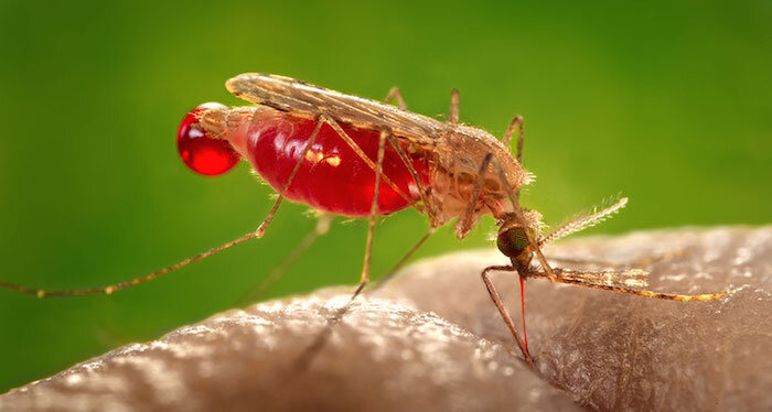  Комары самые смертоносные существа на Земле. Конечно, их укус не смертелен, но болезни, которые распространяются ими очень опасны для человека. Список длинный.
