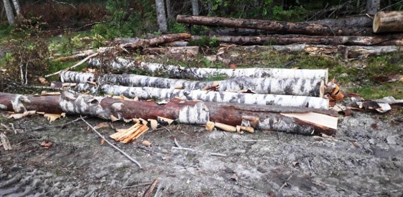 Фото: УМВД по Вологодской области