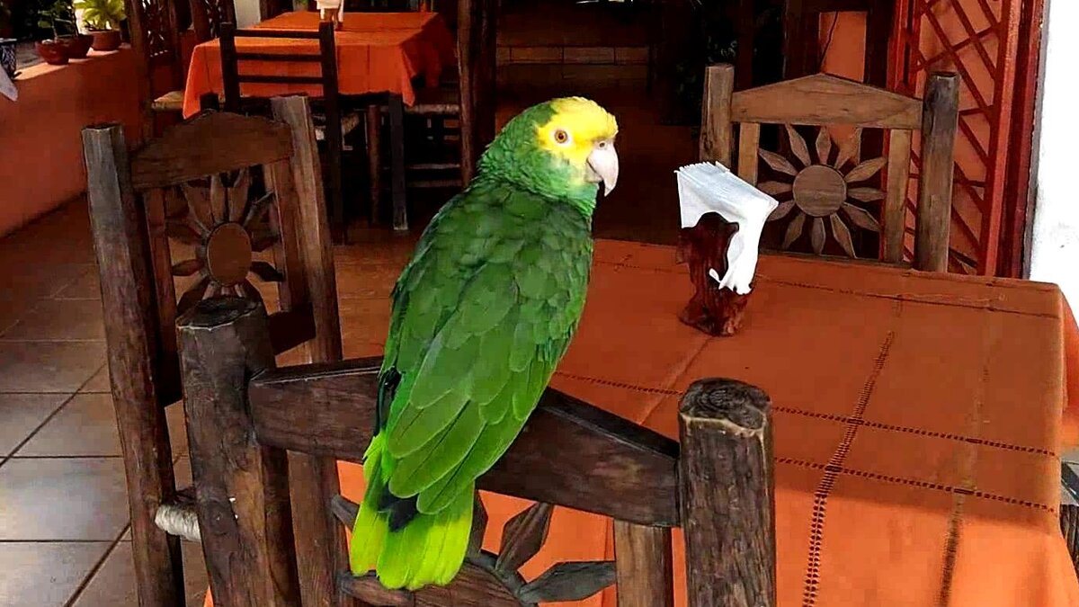  ¡Hola! ¿Qué pasa, amigo? Мексиканское прибрежное кафе. Проходящие мимо люди приглашаются местным зазывалой. В качестве зазывалы "работает"... говорящий попугай.