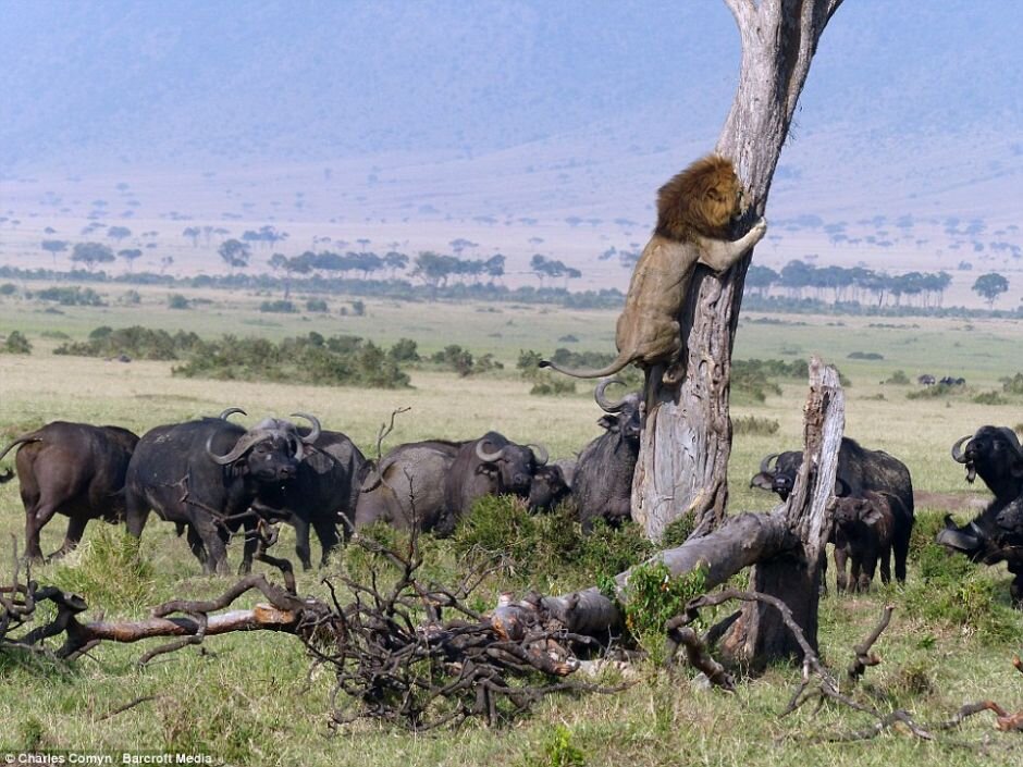 Даже в дикой природе случаются исключения из правил. Лев, царь всех зверей вместо того, чтобы лакомиться обедом чуть сам им не стал. Стадо буйволов вынудили льва залезть на дерево спасаясь от них.