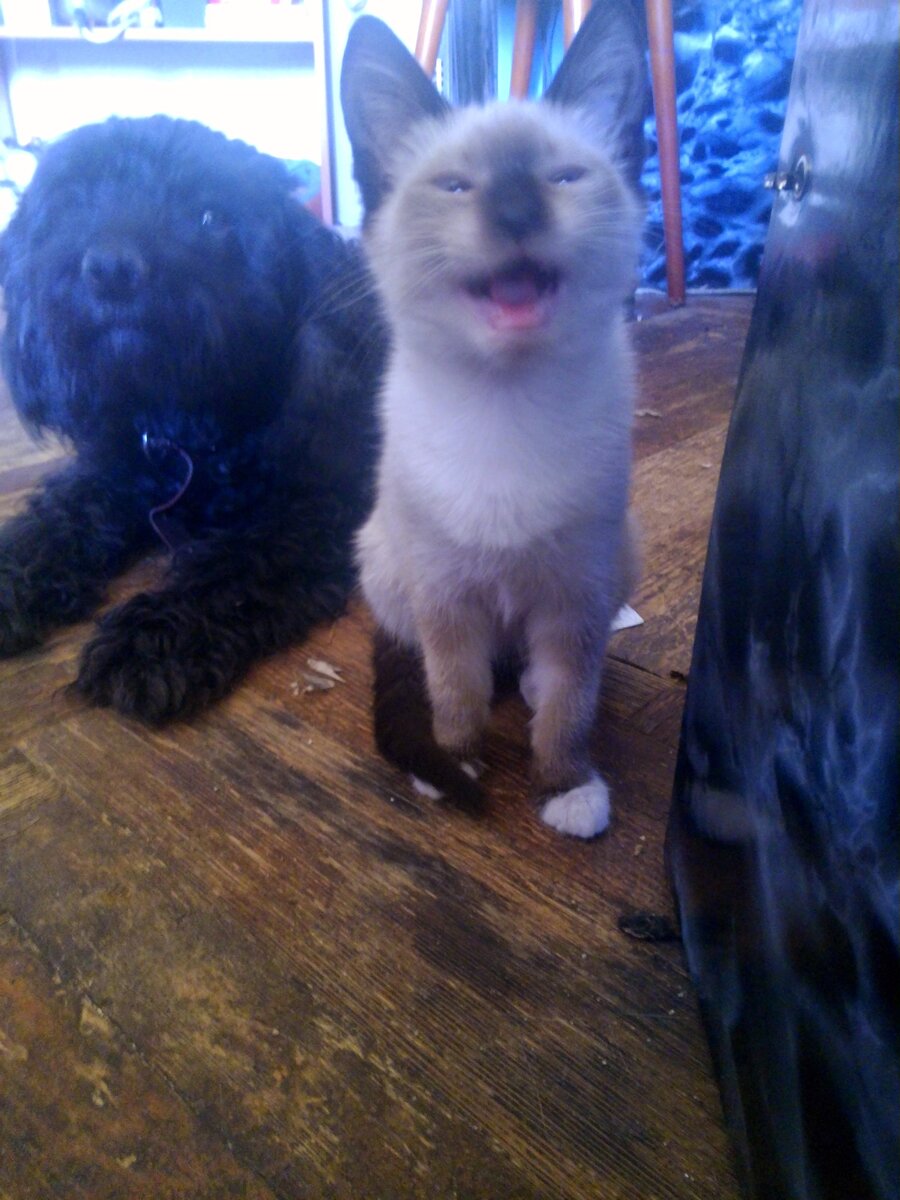 У этой красотки все лапы в белых носочках, а на мордашке еле заметная светлая полосочка, из-за которой я называю ее Моя сметанковая кошка)