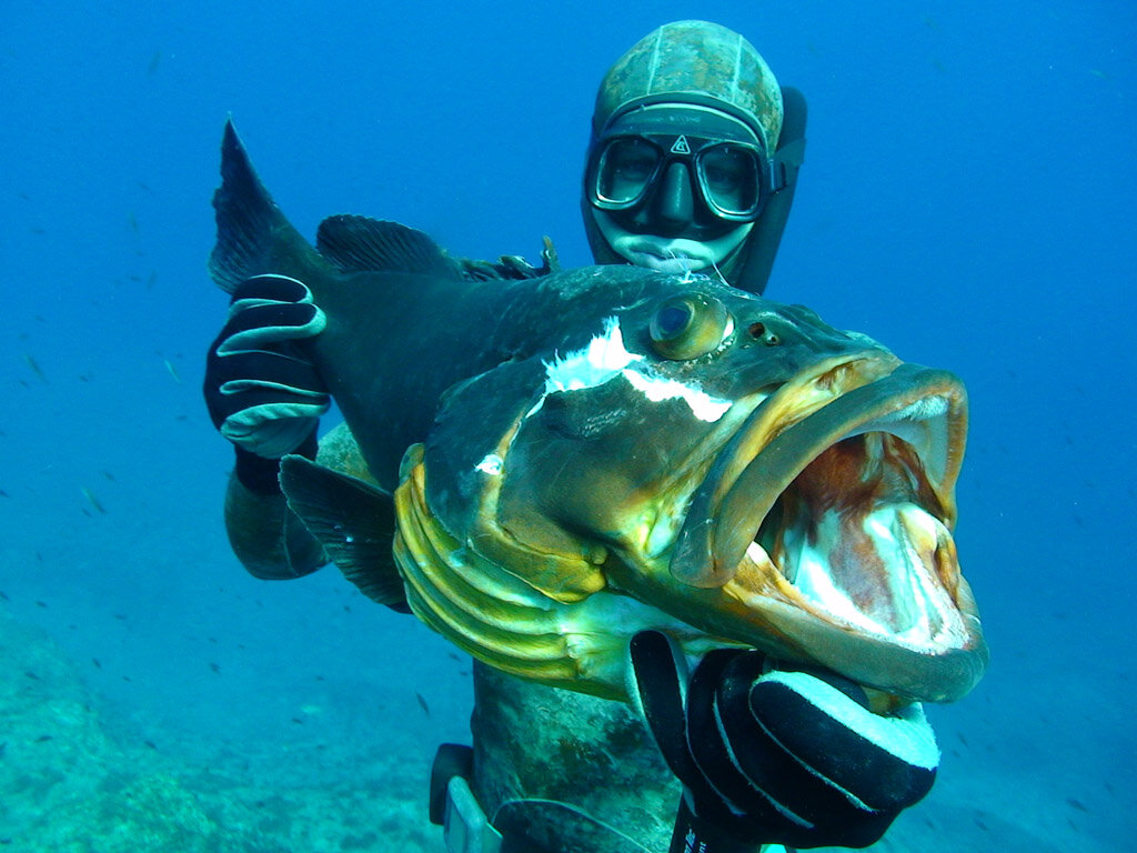 Подводная охота