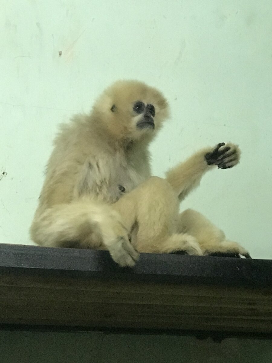 Были мы в зоопарке в ближайшем от нас городе, ехали в город на неделю по делам дочери, и соответственно, имея кучу свободного времени - посетили зоопарк.