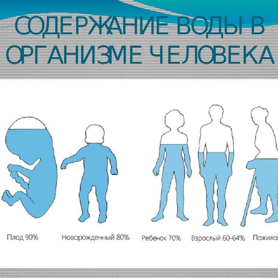 На сколько процентов состоит человек