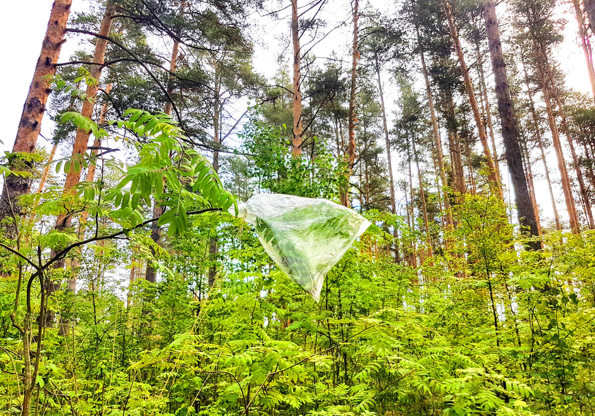 как добыть воду в лесу. добыча воды в лесу. как найти воду в лесу. способы добычи воды. сбор воды в лесу.