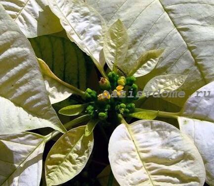 Рождественский цветок (Пуансеттия): уход и выращивание в домашних условиях