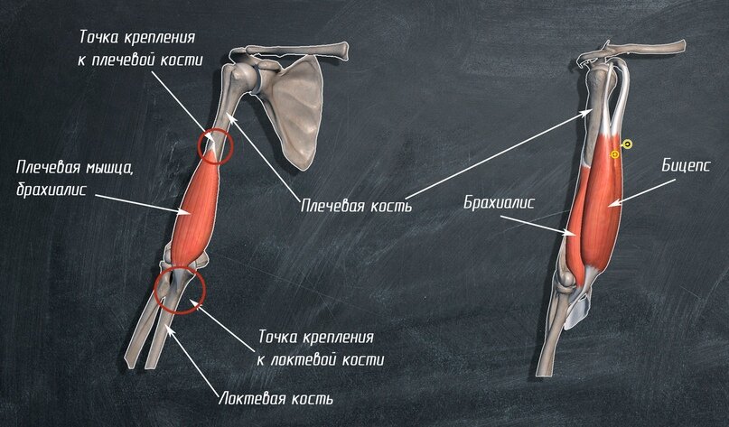 Триггерные точки мышц бедра