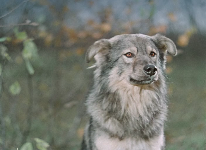Обыкновенная, но очень умная дворняга по кличке Брёх сыграла Барбоса в фильме Гайдая Фото с сайта www.kino-teatr.ru