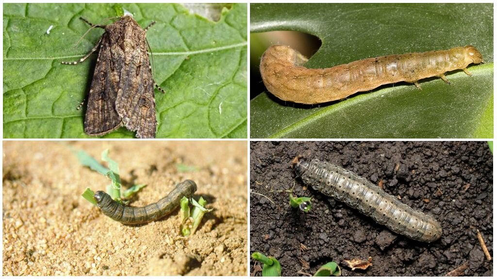 ПОДГРЫЗАЮЩАЯ СОВКА