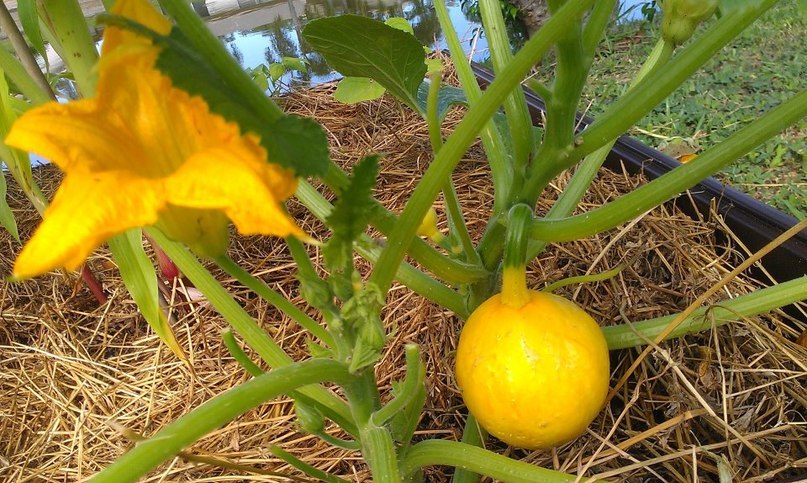 Лимонный кабачок на корню