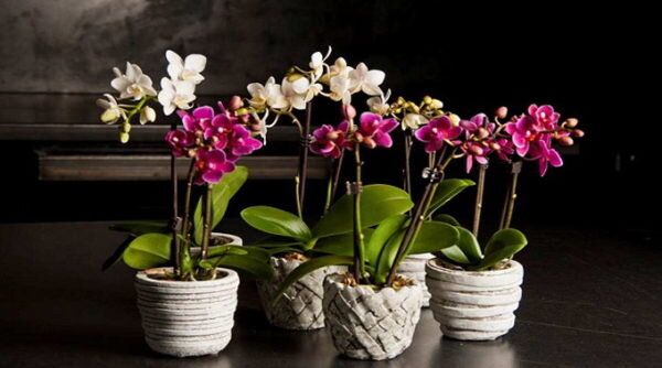 Как пересаживать орхидею в домашних условиях. Пошаговая инструкция