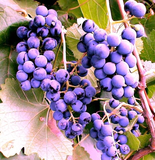 Лучшие сорта винограда для средней полосы России: выбираем столовые, неукрывные и ранние сорта