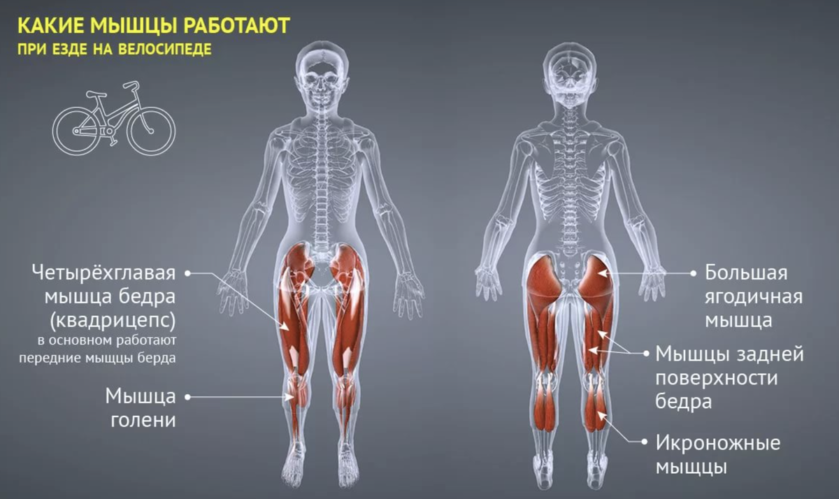 Боль в ноге при подъеме по лестнице. Мышцы задействованные на велотренажере. Группа мышц при езде на велосипеде. Группы мышц задействованные при езде на велосипеде. Степпер группы мышц.