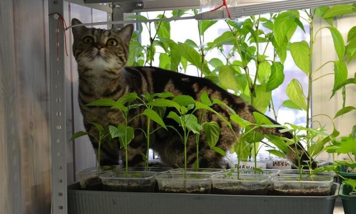 Из поиска Яндекс