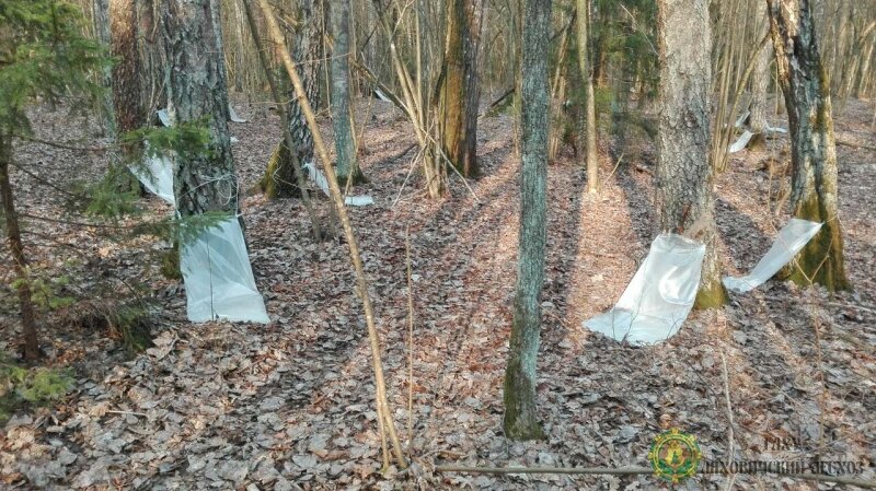      В каждом из шести лесничеств ГЛХУ «Ляховичский лесхоз»  организована заготовка берёзового сока для населения.  Для реализации сока населению отпускная цена  составляет  155руб.за 1тонну лесного напитка. Цена 10 литров лесного напитка - 1руб.55коп.      Продажа сока  осуществляется через лесничества. Жители и гости  нашего района могут оставить заявки на берёзовый сок в близлежащих лесничествах по следующим  номерам телефонов :
     Ляховичское -2-52-53
     Кривошинское-5-13-45
     Медведичское-4-23-45
     Куршиновичское-6-65-90
     Островское-3-26-45
     Новосёлковское-4-63-07
Близлежащие места реализации сока для населения по Ляховичскому району
     по Ляховичскому лесничеству квартал 18 выдел 19;24 (вблизи д.Ольховцы)
     по Медведичскому лесничеству квартал 5 выдел 25  (вблизи д.Смоленики)
     по Кривошинскому лесничеству квартал 118 в.11 кв.200в.2;3 (вблизи д.Кривошин)
кв.205 в.19 (возле д.Залужье)
     по Островскому лесничеству квартал 32 (вблизи д.Остров, д.Заполье)кв.44 (д.М.Городище)
кв.56 (вблизи д.Остров, Любейки)
     по Новосёлковскому лесничеству квартал 50 (возле д.Святица)
     по Куршиновичскому лесничеству квартал 16 (возле д.Куршиновичи)
     Для осуществления самостоятельной заготовки лесного продукта на участках лесного фонда необходимо обратиться в  лесной отдел лесхоза , тел. для справок- 2-08-45