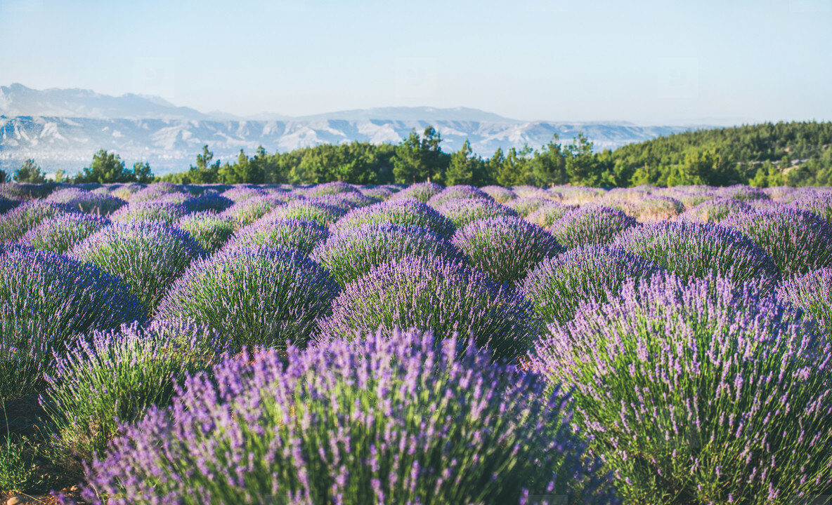 Фото взято из интернета.