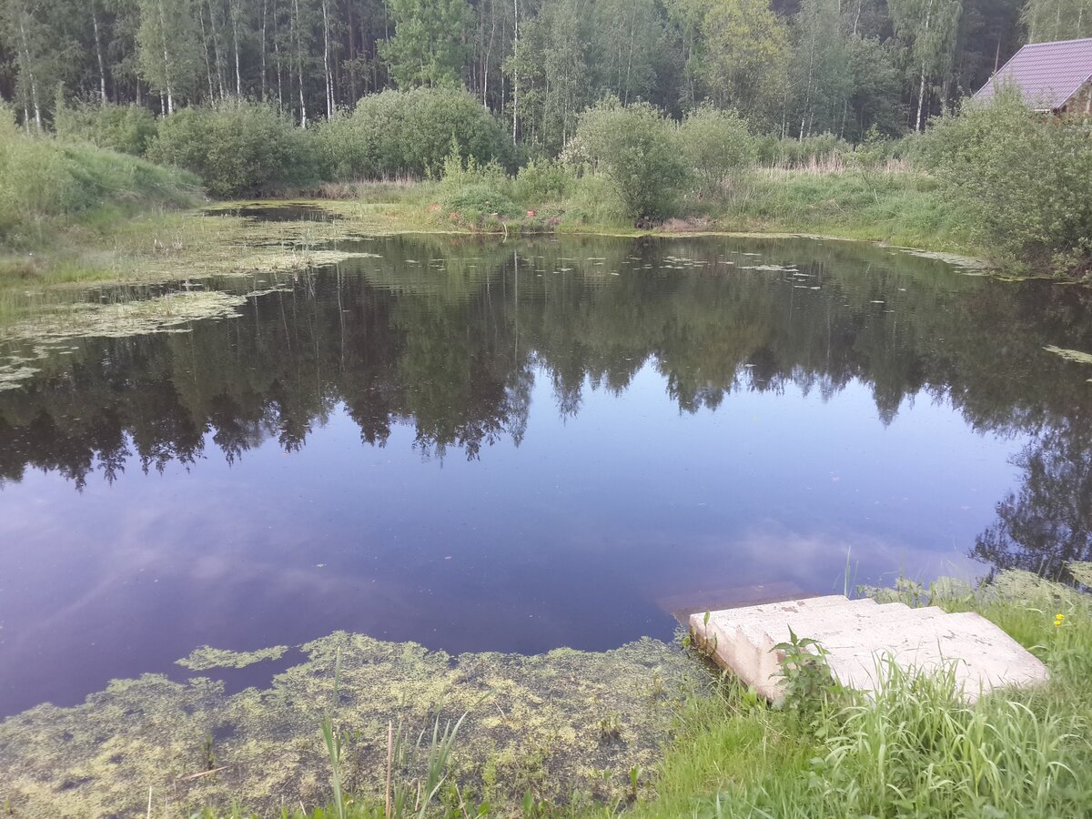 Так наш пруд выглядел "До"