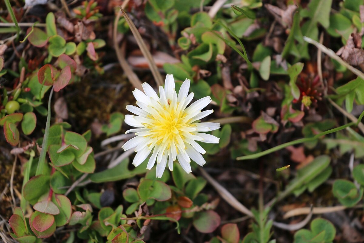 Русские растения. Одуванчик Жуковой. Taraxacum rubrifolium. Фото одуванчик Жукова.