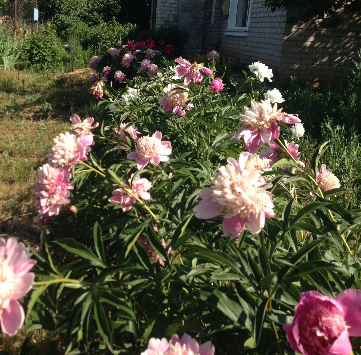 Клумба пионов, полученная из "обрубков". Фото автора.