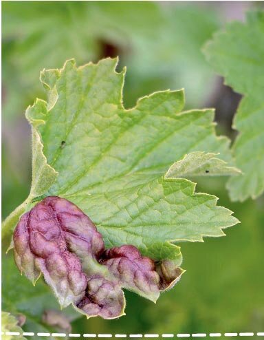 
Красногалловая тля