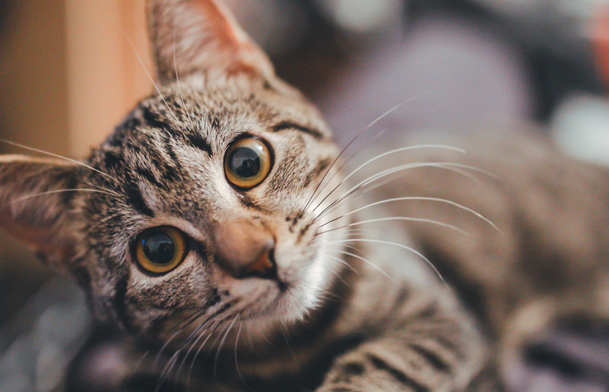 Original photo: https://unsplash.com/photos/9SWHIgu8A8k