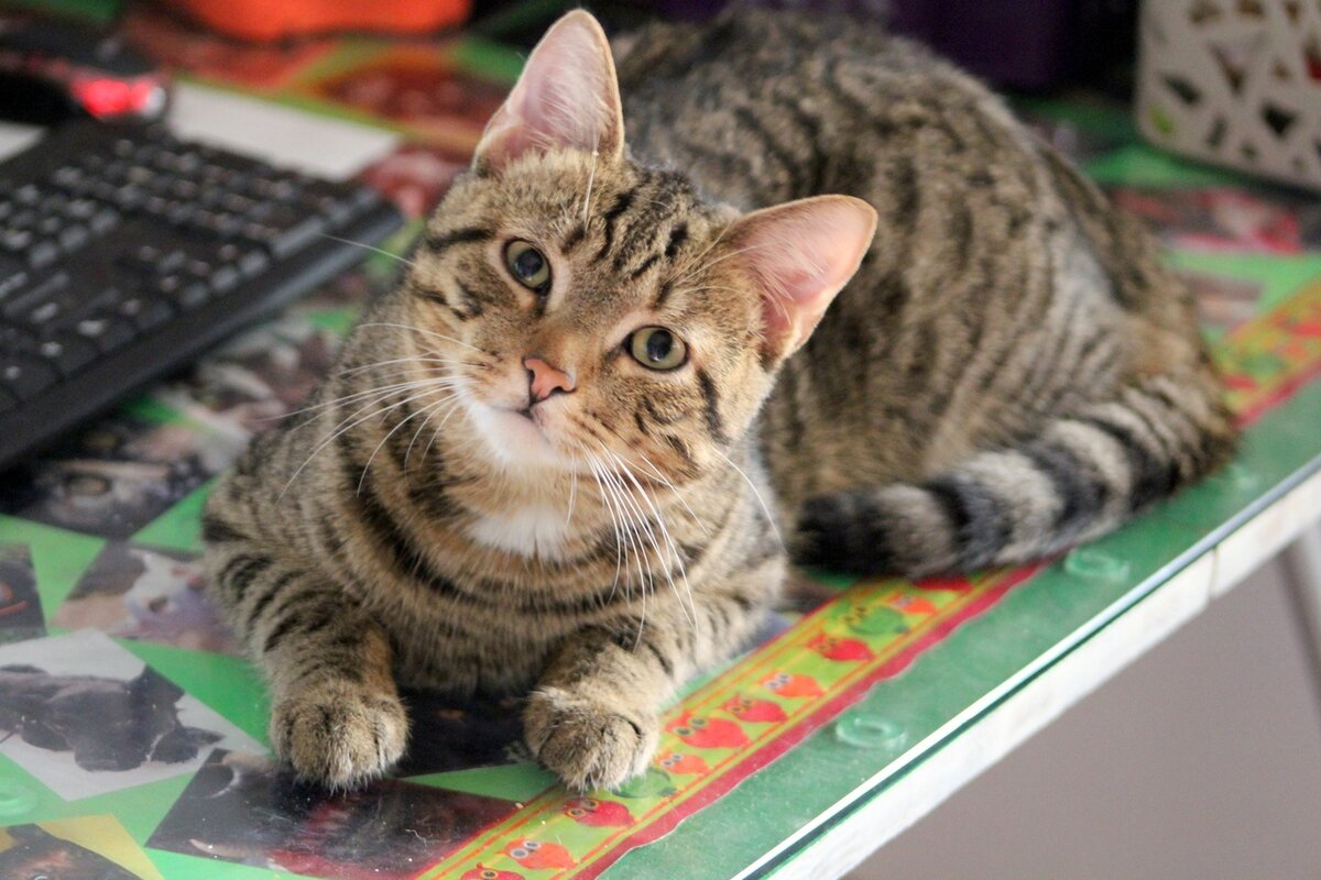 Кот Федор Сергеевич из Банды Дворян